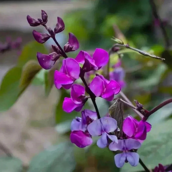 HYACINTH BEAN Vine -20 seeds - Picture 2 of 6